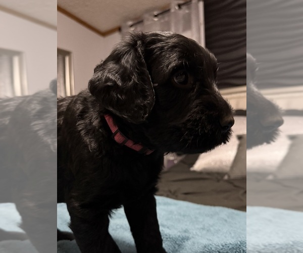 Medium Photo #12 Schnauzer (Giant) Puppy For Sale in BAXLEY, GA, USA