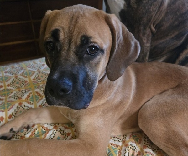 Medium Photo #1 Cane Corso Puppy For Sale in INDIANAPOLIS, IN, USA