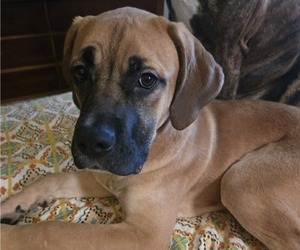 Cane Corso Puppy for sale in INDIANAPOLIS, IN, USA