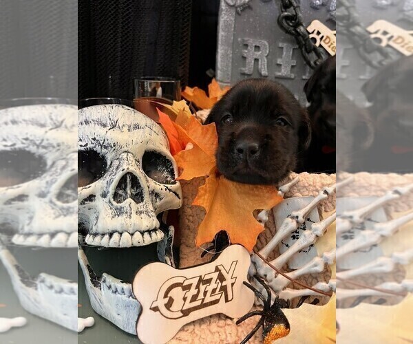 Medium Photo #6 Golden Labrador Puppy For Sale in PORT ORANGE, FL, USA