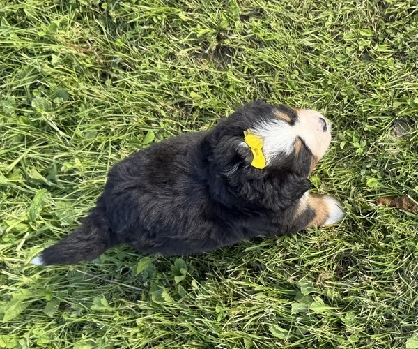 Medium Photo #18 Bernese Mountain Dog Puppy For Sale in ATHENS, WI, USA