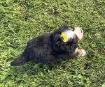 Small #17 Bernese Mountain Dog