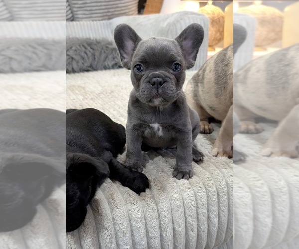 Medium Photo #5 French Bulldog Puppy For Sale in ARVERNE, NY, USA