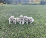 Small Photo #8 Golden Retriever Puppy For Sale in DOTHAN, AL, USA
