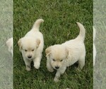 Small Photo #6 Golden Retriever Puppy For Sale in VERMONTVILLE, MI, USA