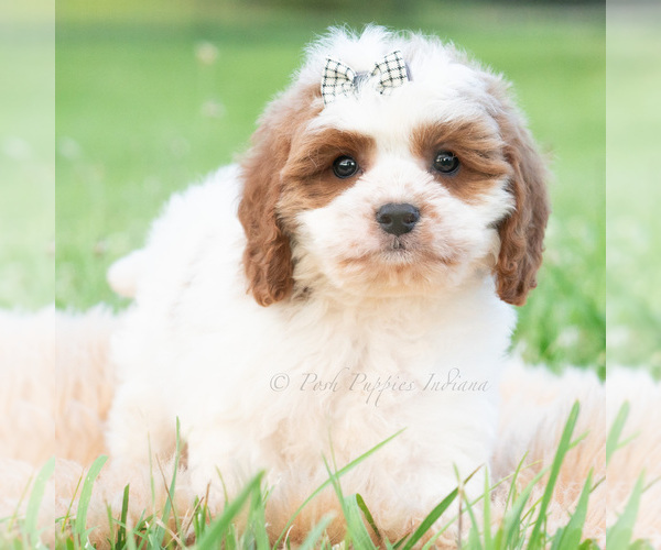 Medium Photo #3 Cavapoo (Miniature) Puppy For Sale in WARSAW, IN, USA