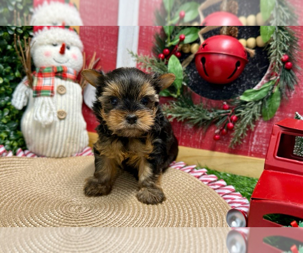 Medium Photo #1 Yorkshire Terrier Puppy For Sale in CHARLOTTE, NC, USA