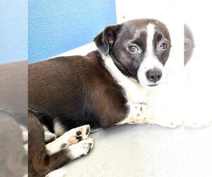 Chihuahua-Unknown Mix Dogs for adoption in Visalia, CA, USA