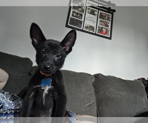 Medium Photo #3 Mutt Puppy For Sale in Plainfield, IL, USA