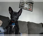 Small #2 Mutt