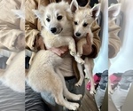 Small Photo #113 Pomsky Puppy For Sale in LOVELAND, CO, USA