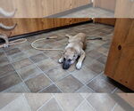 Small #4 German Shepherd Dog Mix