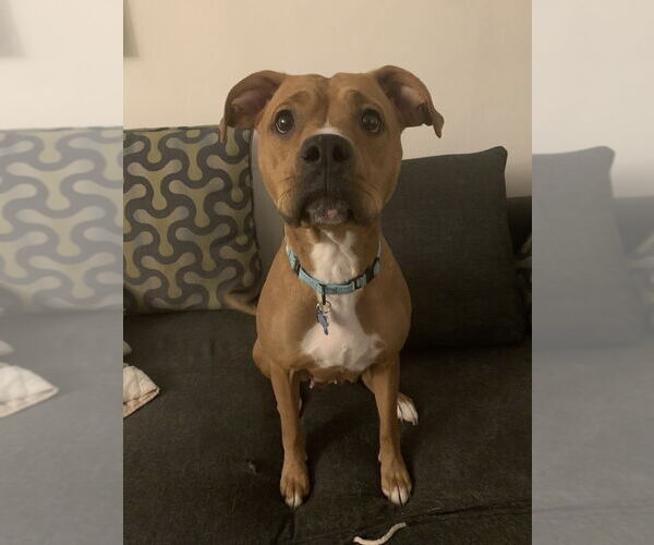 Medium Photo #3 Boxer-Unknown Mix Puppy For Sale in Springdale, PA, USA