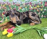 Small #8 Catahoula Leopard Dog