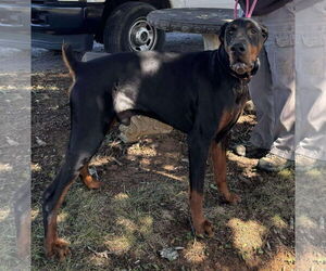 Doberman Pinscher Dogs for adoption in Rustburg, VA, USA