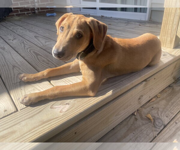 Medium Photo #8 Chihuahua-Labrador Retriever Mix Puppy For Sale in Virginia Beach, VA, USA