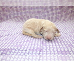 Small Photo #5 Goldendoodle (Miniature) Puppy For Sale in BLMGTN, IN, USA