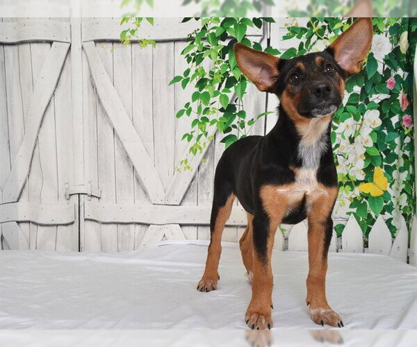 Medium Photo #1 German Shepherd Dog-Texas Heeler Mix Puppy For Sale in Oroville, CA, USA