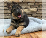 Small Photo #21 German Shepherd Dog Puppy For Sale in LENOIR, NC, USA