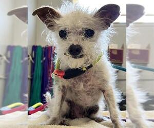 Chihuahua-Unknown Mix Dogs for adoption in Camarillo, CA, USA
