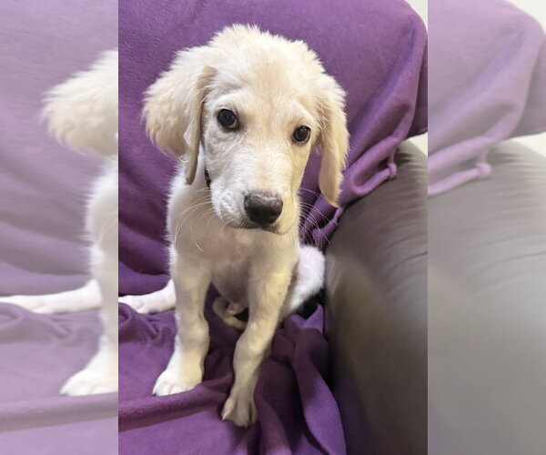 Medium Photo #1 Great Pyredane Puppy For Sale in Mundelein, IL, USA