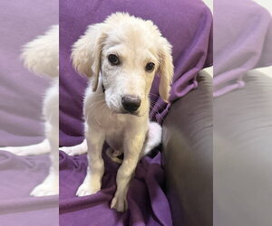 Great Pyredane Dogs for adoption in Mundelein, IL, USA