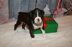Small Photo #6 Boxer Puppy For Sale in CHILHOWEE, MO, USA