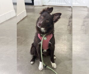Border Collie Dogs for adoption in Rockaway, NJ, USA