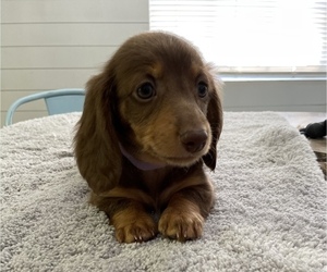 Dachshund Puppy for sale in CERES, CA, USA
