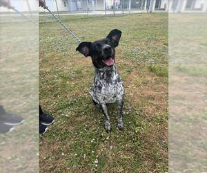 Pointer Dogs for adoption in Vero Beach, FL, USA