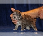 Small #7 Poodle (Toy)