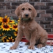 Small Photo #1 Labradoodle Puppy For Sale in GAP, PA, USA