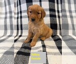 Puppy Yellow Golden Retriever