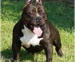Small Photo #1 American Bully Puppy For Sale in TEMECULA, CA, USA