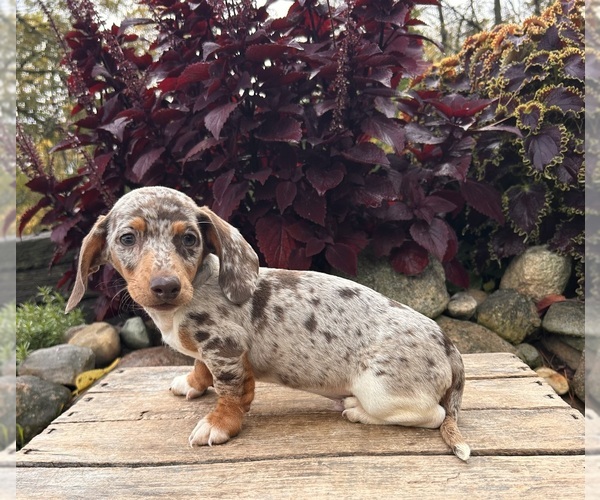 Medium Photo #2 Dachshund Puppy For Sale in MIDDLEBURY, IN, USA