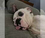 Small #3 Bulldog Mix