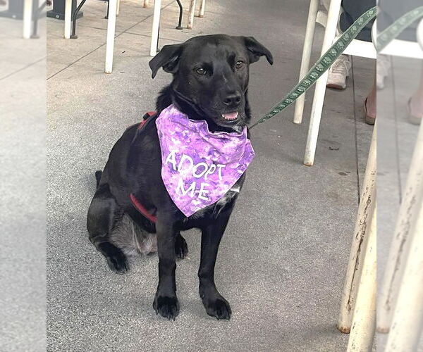 Medium Photo #2 American Staffordshire Terrier-Labrador Retriever Mix Puppy For Sale in Winter Park, CO, USA