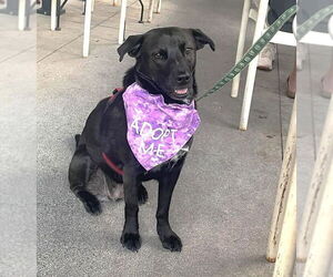 Nori - Female American Staffordshire Terrier-Labrador Retriever Mix Dog for Adoption - Photo #2