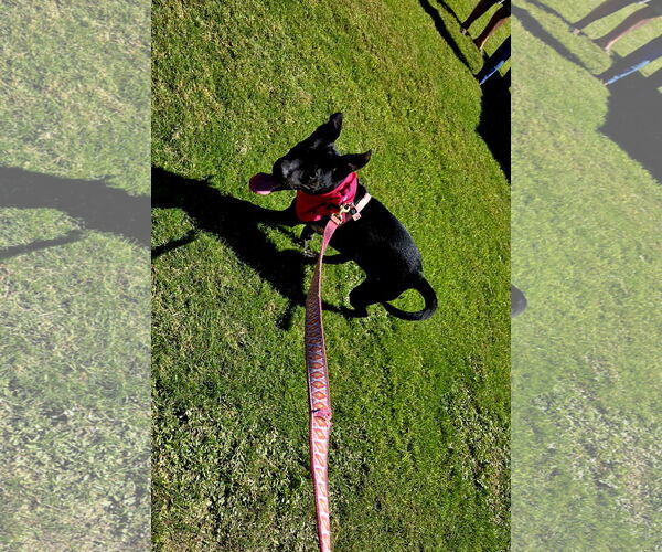 Medium Photo #2 Mutt Puppy For Sale in Jackson, MS, USA