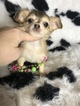 Small Chihuahua