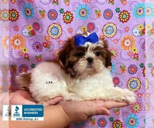 Shih Tzu Puppy for sale in WINNSBORO, LA, USA
