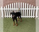 Small Doberman Pinscher