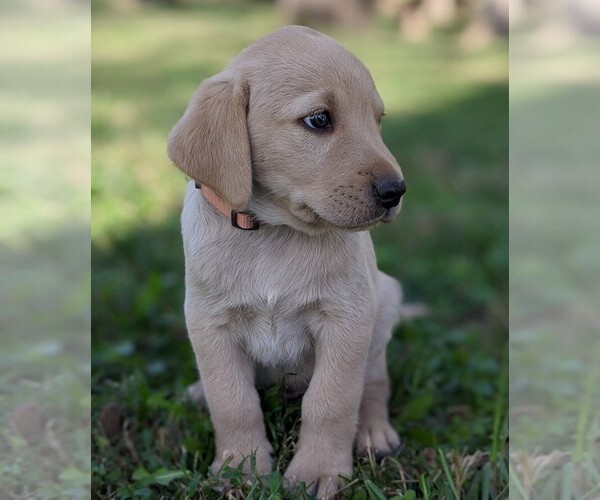 Medium Photo #3 Labrador Retriever Puppy For Sale in ARLINGTON, KS, USA