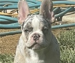 Puppy Draco French Bulldog