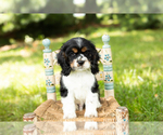Puppy Milo Cocker Spaniel