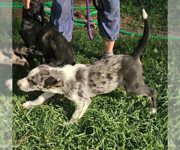 Medium Photo #10 Mutt Puppy For Sale in Wakefield, RI, USA