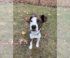 Mutt Dogs for adoption in Springdale, PA, USA