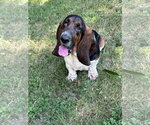 Small #1 Basset Hound