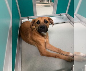 Boxer-Unknown Mix Dogs for adoption in Oklahoma City, OK, USA