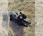 Small Photo #17 Cane Corso Puppy For Sale in MEMPHIS, TN, USA